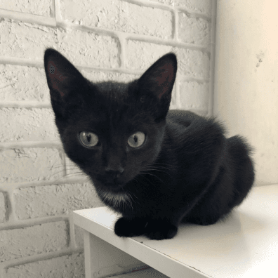 Кот Алистер