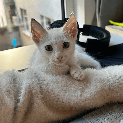 Кот Ноле